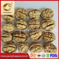 Factory Sale Walnut in Shell 185 /Paper Shell Pure 32mm up New Crop